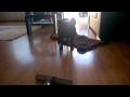 Dora The French Bulldog And Vacuum