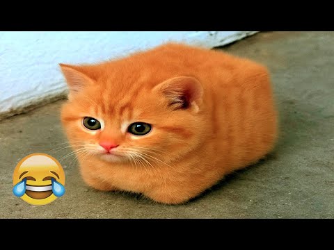 999 Out of 1000 Viewers Laugh 😹🐕 Funniest Cats and Dogs 2026  😾 #FunnyCats #FunnyDogs