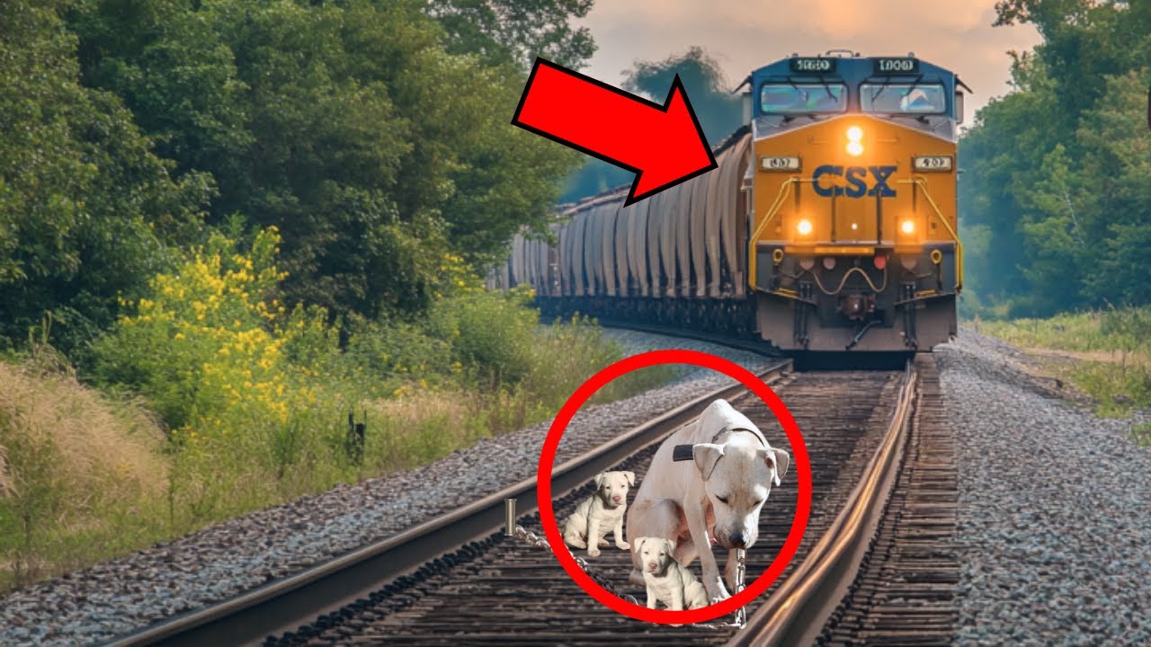 😱PERRA Y SUS CACHORROS FUERON ATADOS A VÍAS DEL TREN Y ELLA CERRÓ LOS OJOS PENSANDO QUE ERA EL FINAL