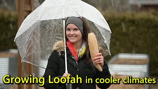 How to Grow Loofah (Luffa) in a Colder Climate