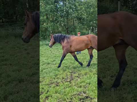 Wieviel Jahre Reiterfahrung für ein eigenes Pferd? #pferde #reiten #reiter