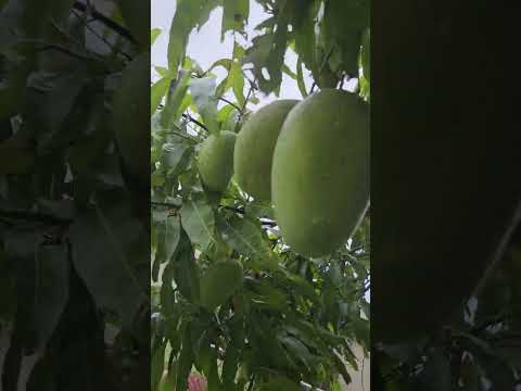 This Is Part Three Of My East Indies Mangoes see How God Blessed My Mangoes Tree You See It SWEET