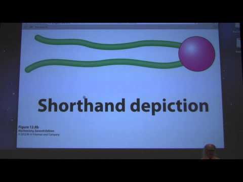 29.  Kevin Ahern's Biochemistry - Lipids and Membranes