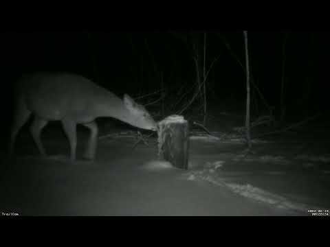 Feedercam Capture (2022-02-18)