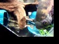 Oscar Babysits New Raphs