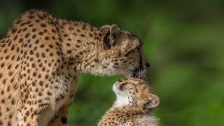 Cheetah numbers decline, moving towards extinction
