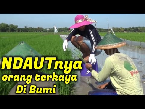wagu-ndeso-ndautnya-orang-terkaya-di-bumi