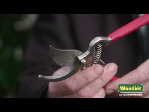 How To Prune An Evergreen Shrub (with Gardening Expert Brian Burke)