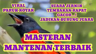 Download lagu Burung Mantenan Gacor | Masteran Terbaik Sepanjang Masa, Masteran Burung Kicau Untuk Sang Juara mp3 Download lagu Burung Mantenan Gacor | Masteran Terbaik Sepanjang Masa, Masteran Burung Kicau Untuk Sang Juara mp3