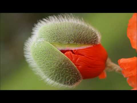 Adrian Pop (*1951): "Ţiituri" for violin and cello (2006)