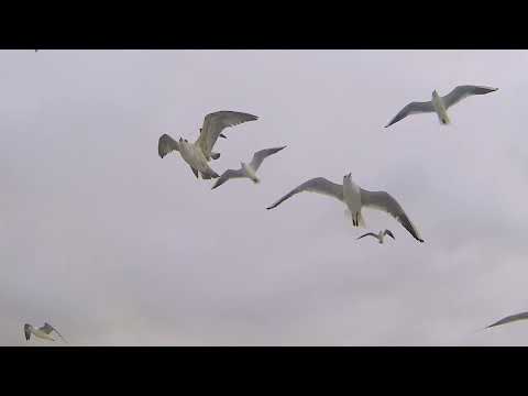 samundar ka barids relaxing video dron shots aldatrosses