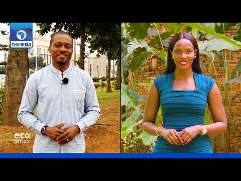 Eco Africa | 09/08/2020