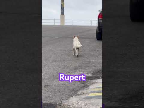 ¡Rupert es el perro más genial y feliz de Salinas!