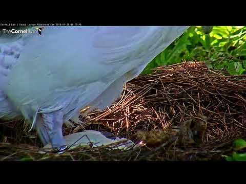 Nest #1 Chick's Bill Visible, Still Pipping – Jan 29, 2018