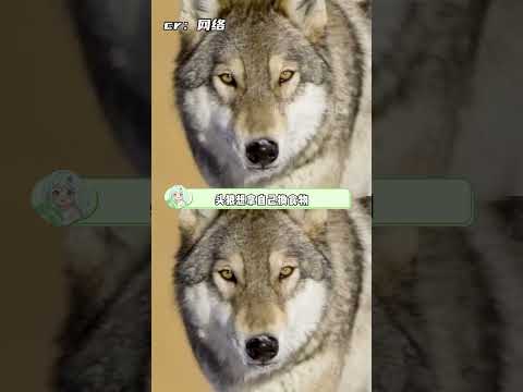 萬物皆有靈 #狼群 #頭狼 #動物 #善良