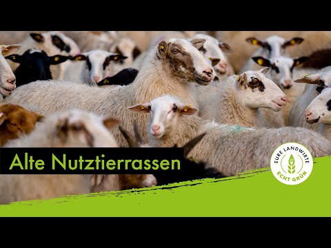 Alte Nutztierrassen in Niedersachsen (Part 1)