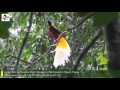 Lesser Bird of Paradise (Paradisaea minor): At Lek Arena Arround