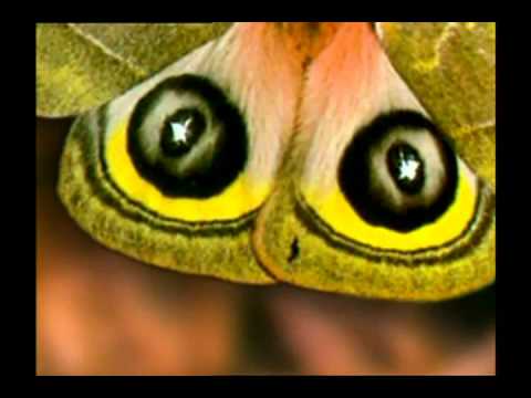 Tarnung und intelligentes Verhalten bei Tieren 1 3 5 Harun Yahya Deutsch