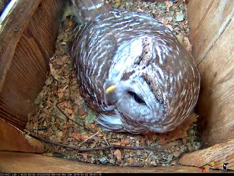 Morning Vole Delivery During Barred Owl Hatch Watch – April 2, 2019