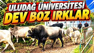 ULUDAĞ ÜNİVERSİTESİ’NDE DEV BOZ IRKLAR! 🐂 Türkiye’nin Yerli Sığır Irkı