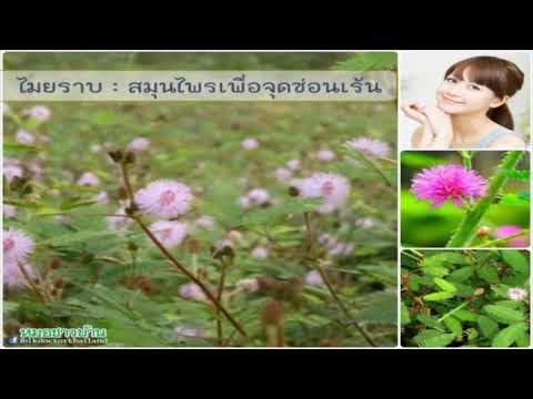หูดเล็ก ๆ บนอวัยวะเพศชาย วิธีการที่จะกระตุ้นผู้หญิงในวิดีโอเตียง