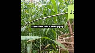 Download lagu Mikat ciblek semi dikabun jagung#ws channel 1076#Part 04 mp3