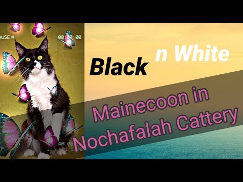 Black and White Mainecoon