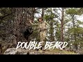 BEAU HUNTING MOUNTAIN TOM COMES RUNNING BIG DOUBLE BEARD