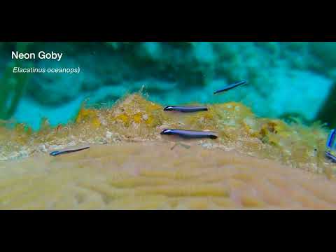 14-15 Small Elongate Bottom Dwellers - scuba diving video