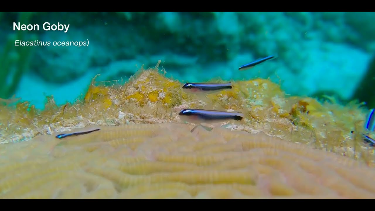 Second of 4 Odd-Shaped Swimmers - Caribbean - Multiple critter videos, genus and species.