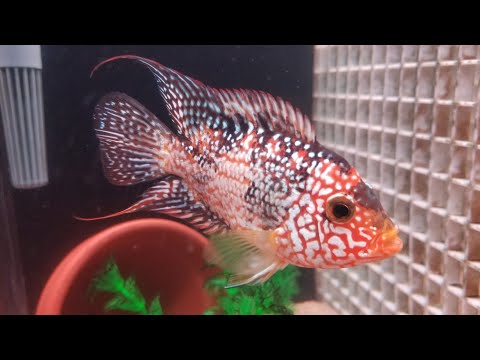 download lagu mp3 mp4 Red Texas, download lagu Red Texas gratis, unduh video klip Red Texas