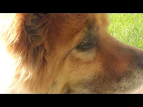 Lion King in 60 seconds