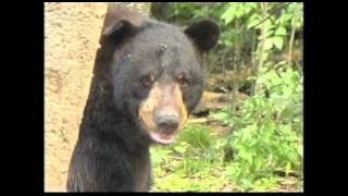 "I Can't Wait To Hibernate" by Brent Holmes (Now on Spotify, Apple Music, iTunes and Amazon) gameplay video by enak, 3:46 duration