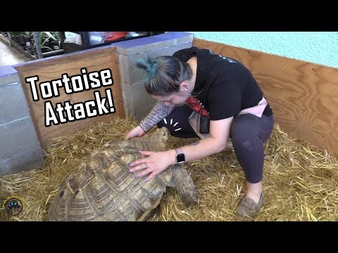 When Tortoises Attack! - Lisa the Sulcata Tortoise 🐢 GOES CRAZY for Strawberries! 🍓