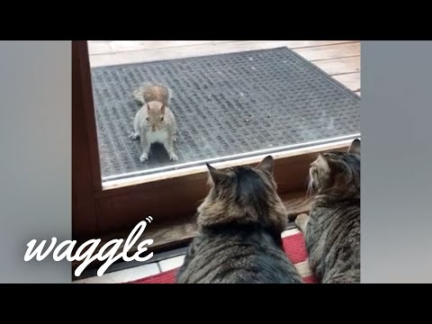 Absolutely Ferocious Pets | Funny Pet Video Compilation