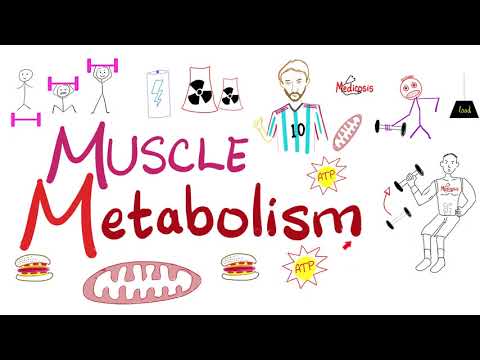 Muscle Metabolism - Creatine Phosphokinase (CPK), Glycolysis, TCA cycle, ETC  - Physiology