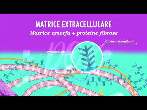 Biologia: Tessuto connettivo