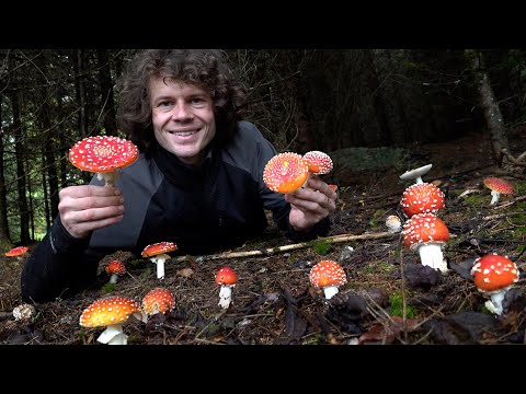 Im Märchenwald - Pilze sammeln im Oktober 2025