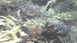 COTSbot, the world’s first robot targeting crown-of-thorns starfish – ABC News 31-08-15