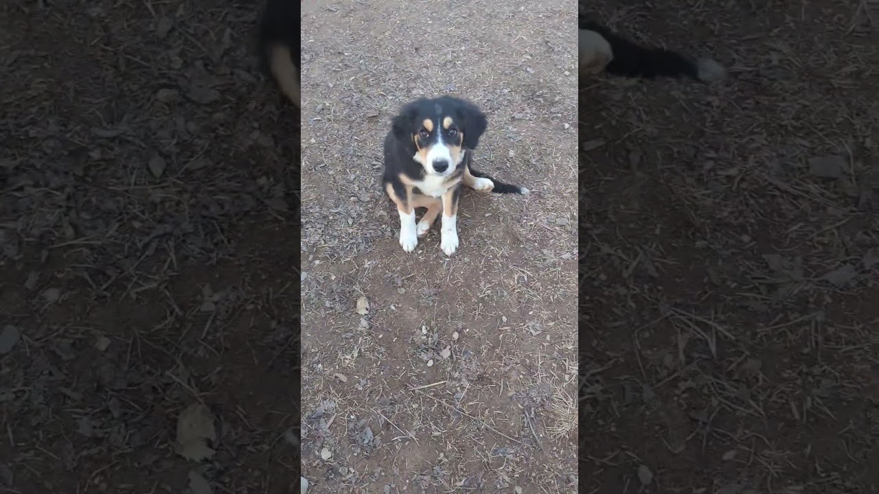 Rosalina, a Adoptable mixed breed in Cookeville, TN video 4/4