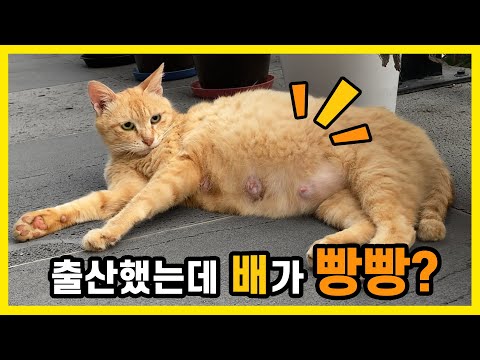 어미고양이 배가 새끼낳고도 빵빵한데..