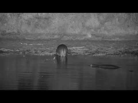 Djuma: Hippos-calve goes over to Impala carcass and feeds on it - 20:54 - 06/21/21