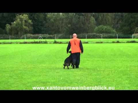 LGA 2010 Xanto vom Weinbergblick Unterordnung