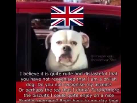 British dog?