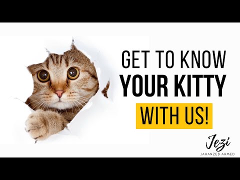 Funny Kitten Playing With Belt || Funny Cat Videos.