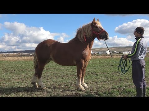 Manza Semigreu Romanesc, Prop. Romica Racasan - 2017