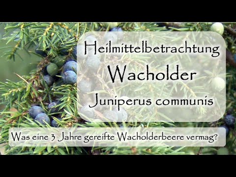 Wacholder als Heilmittel | Wacholderbeeren, Wacholderöl, Nadeln und co | Dr. med. Liane Preu-Maiwald