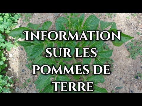 , title : 'Information sur les pommes de terre'