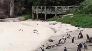 preview picture of video 'Boulders Beach Penguin Colony'