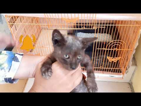 Cat at home for rescue | How long does it take to adapt ??